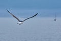 Seagulls flying over the Cies Islands in Vigo, Galicia, Spain Royalty Free Stock Photo