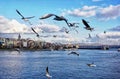 Seagulls flying over Golden Horn