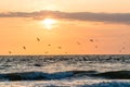 Seagulls flying over the ocean in beautiful orange sunrise Royalty Free Stock Photo