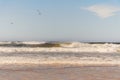 Seagulls flying over ocean waves crashing onto a sandy beach Royalty Free Stock Photo