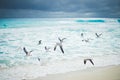 Seagulls flying over ocean waves