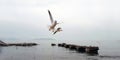 Seagulls Flying Over An Old Pier