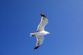 Seagulls flying on blue sky