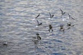 Seagulls Flying Over Rippling Water Surface Royalty Free Stock Photo