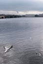 Seagulls flying over the river in a big city. Bridge over the river and buildings on the opposite Bank with beautiful architecture Royalty Free Stock Photo