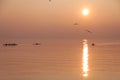 Seagulls Flying over Rowing Team Training over Shimmering Lake at Sunset Royalty Free Stock Photo