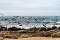 Seagulls flying over the sand of the beach with the sea, waves and stones in the background Royalty Free Stock Photo