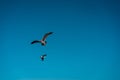 Seagulls flying over a sandy beach with clear blue sky in the background, Long Beach, California Royalty Free Stock Photo