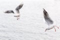 Seagulls flying over the sea Royalty Free Stock Photo