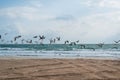 Seagulls flying over sea coast against sea waves Royalty Free Stock Photo