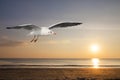 Seagulls flying over the sea in the evening time Royalty Free Stock Photo