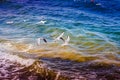 Seagulls Flying Over The Sea Royalty Free Stock Photo