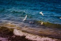 Seagulls Flying Over The Sea Royalty Free Stock Photo