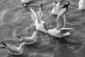 Seagulls flying over sea Royalty Free Stock Photo