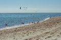 Seagulls flying over the sea shore Royalty Free Stock Photo