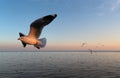 Seagulls flying over the sea at sunset Royalty Free Stock Photo