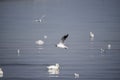 Seagulls flying over the sea with swimming swans Royalty Free Stock Photo