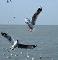 Seagulls flying over sea Royalty Free Stock Photo