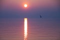 Seagulls Flying over Shimmering Lake at Sunset Royalty Free Stock Photo