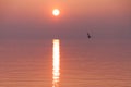 Seagulls Flying over Shimmering Lake at Sunset Royalty Free Stock Photo