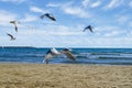 Seagulls flying over the shore of the beach