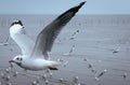 Seagulls flying over or soaring over the sea in Bangpu Samut Prakan