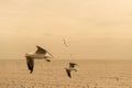 Seagulls flying over or soaring over the sea at sunset Royalty Free Stock Photo