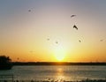 Seagulls flying over the sun setting over a dark lake with glowing reflections in the water and swimming swans Royalty Free Stock Photo