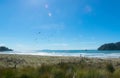 Seagulls flying over tranquil tauranga beach nz