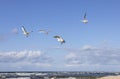 Seagulls flying over the water of the Baltic Sea on a background of blue sky, Miedzyzdroje, Poland Royalty Free Stock Photo