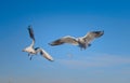 Seagulls flying over the water, catching bread Royalty Free Stock Photo