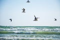 Seascape with seagulls flying over the ocean waves Royalty Free Stock Photo