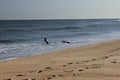 Seagulls flying over waves at sandy coastal shoreline ocean beach Royalty Free Stock Photo