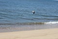 Seagulls flying over waves at sandy coastal shoreline ocean beach Royalty Free Stock Photo