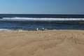 Seagulls flying over waves at sandy coastal shoreline ocean beach Royalty Free Stock Photo