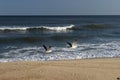 Seagulls flying over waves at sandy coastal shoreline ocean beach Royalty Free Stock Photo