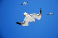 Seagulls flying overhead
