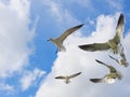 Seagulls Flying Overhead Royalty Free Stock Photo