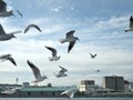 Seagulls flying in parallel with cruise ship in Shimizu port, Japan Royalty Free Stock Photo