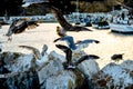 Seagulls flying in the port. Royalty Free Stock Photo