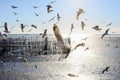 Seagulls flying in the sea at sunset Royalty Free Stock Photo