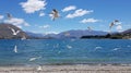 Seagulls flying on shore of Lake Wanaka, New Zealand Royalty Free Stock Photo