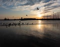 Seagulls flying in silhouette at sunset in fishing port of Povoa de Varzim, Portugal Royalty Free Stock Photo