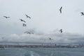 Seagulls flying in the sky above the sea