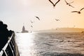 Seagulls flying in sky around the Maiden tower in Istanbul Royalty Free Stock Photo