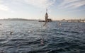 Seagulls flying in sky around the Maiden tower in Istanbul Royalty Free Stock Photo