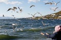 Seagulls flying in the sky