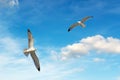 Seagulls flying in the sky Royalty Free Stock Photo