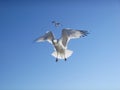 Seagulls Flying in the Sky on Brighton Beach. Royalty Free Stock Photo