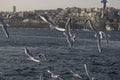 Seagulls flying in the sky and Istanbul city in the background
